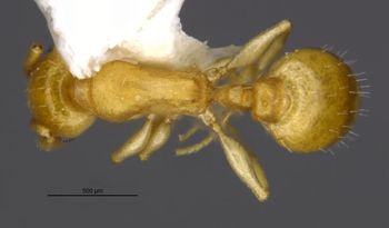 Media type: image;   Entomology 35262 Aspect: habitus dorsal view